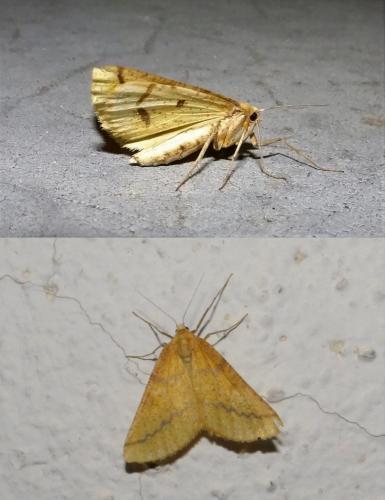 Réf. 257 099 : Aspitates ochrearia